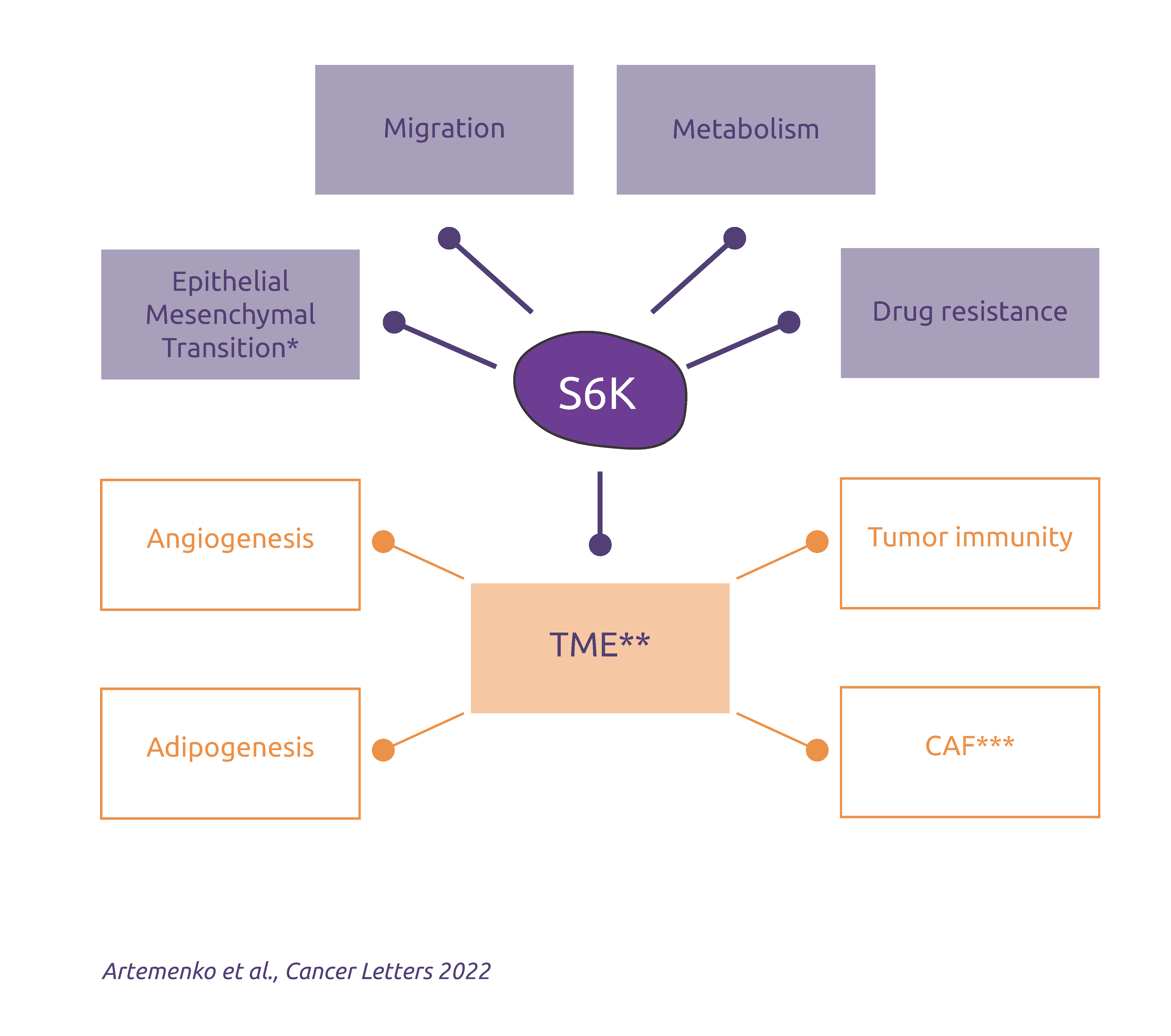 The multifaceted role of S6K in cancer progression