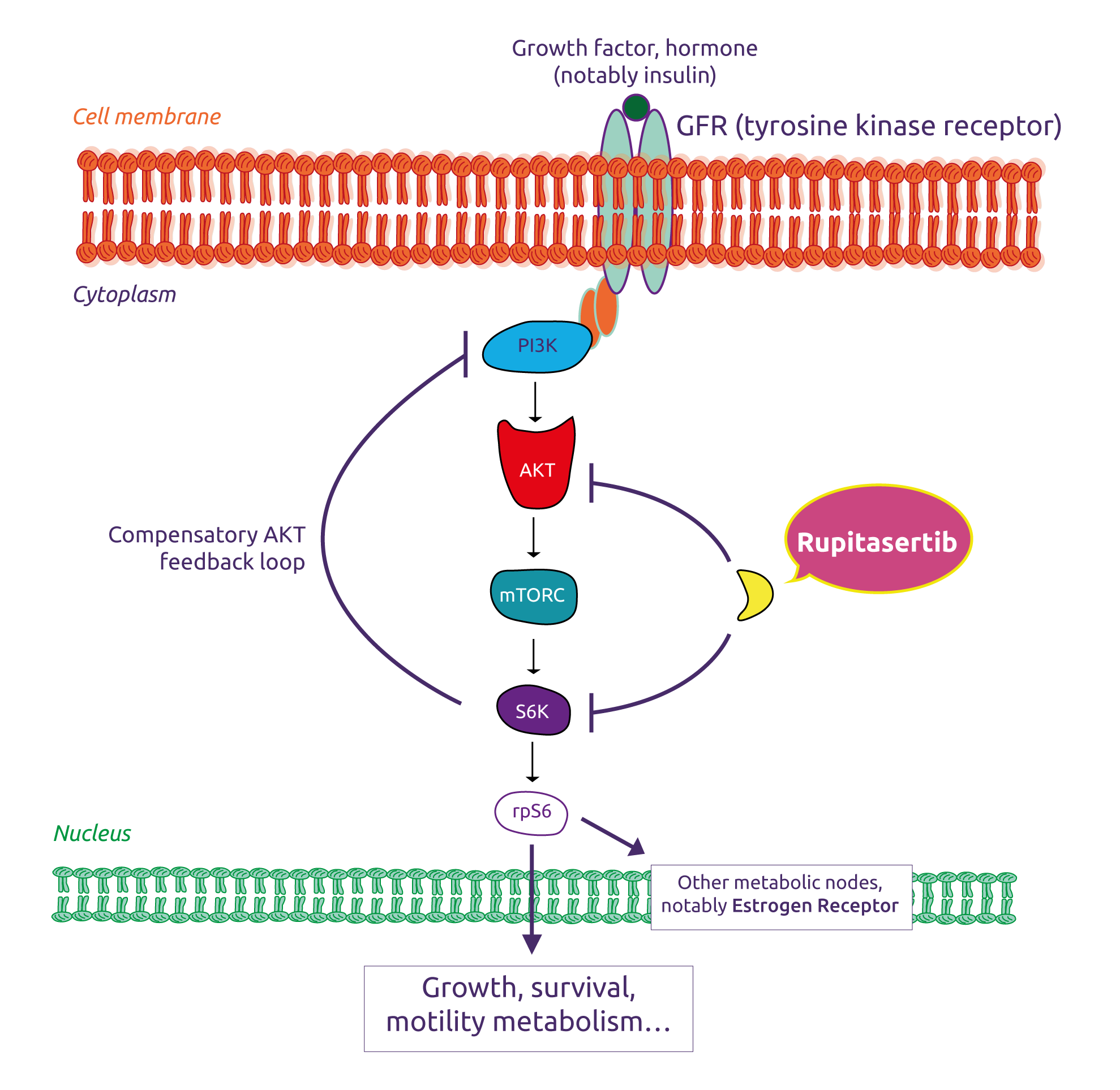 The S6K signaling pathway 